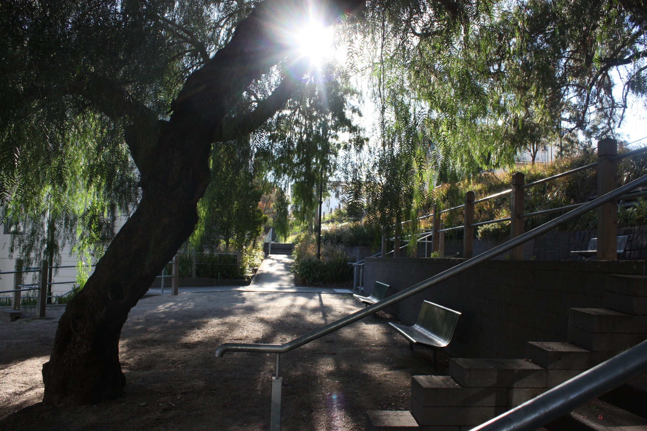 Sunlight shines through the branches of a large tree in a quiet outdoor area with benches, stairs, and a pathway. The scene is shaded, with lush greenery and a peaceful atmosphere.