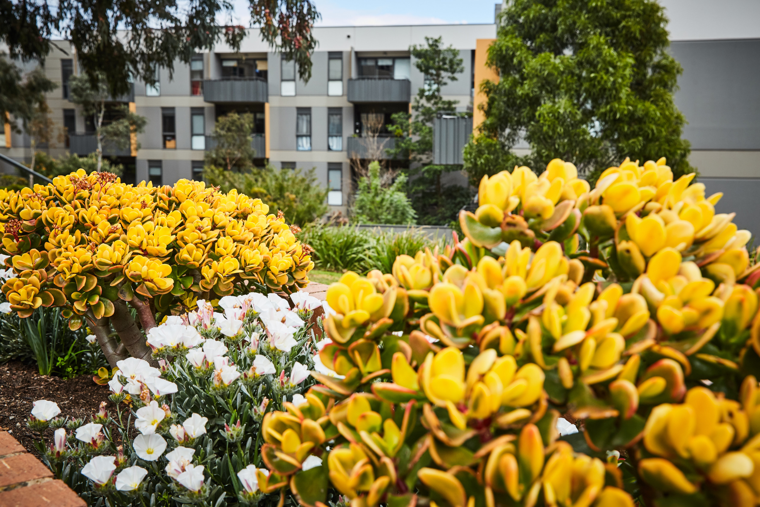Yellow jade plants and white flowers grow in a landscaped garden, with modern apartment buildings and balconies visible in the background.